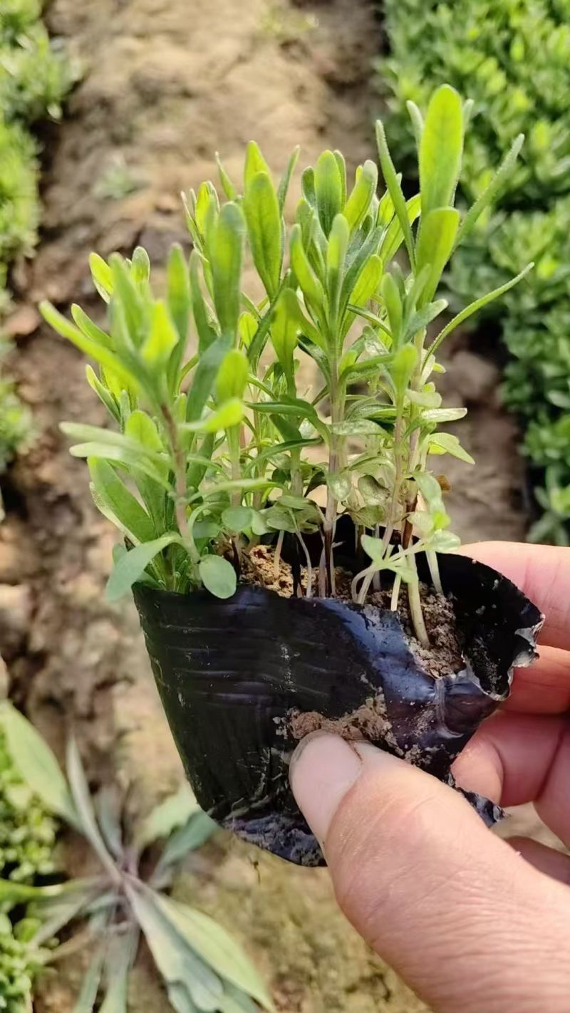 绿化苗木千屈菜#基地批发#适合庭院花园小区绿化带