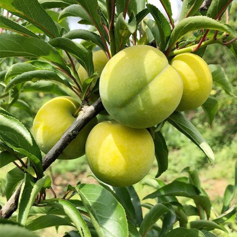 凤冈县蜂岩脆蜜庄蜂糖李