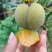 凤冈县蜂岩脆蜜庄蜂糖李
