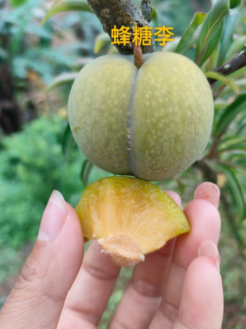 凤冈县蜂岩脆蜜庄蜂糖李