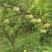 凤冈县蜂岩脆蜜庄蜂糖李