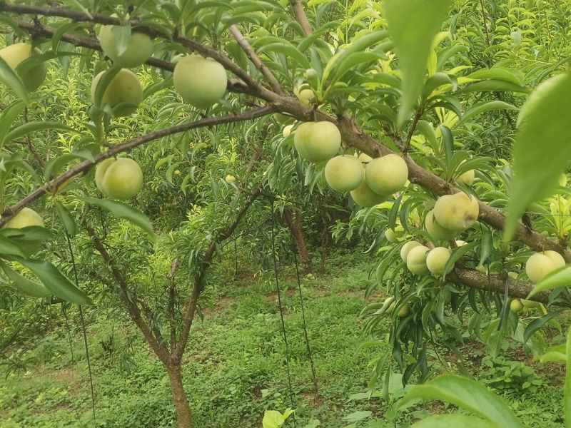 凤冈县蜂岩脆蜜庄蜂糖李