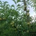 凤冈县蜂岩脆蜜庄蜂糖李