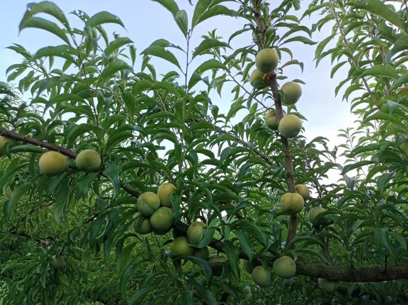凤冈县蜂岩脆蜜庄蜂糖李