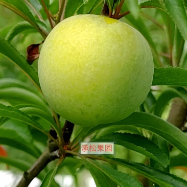 凤冈县蜂岩脆蜜庄蜂糖李