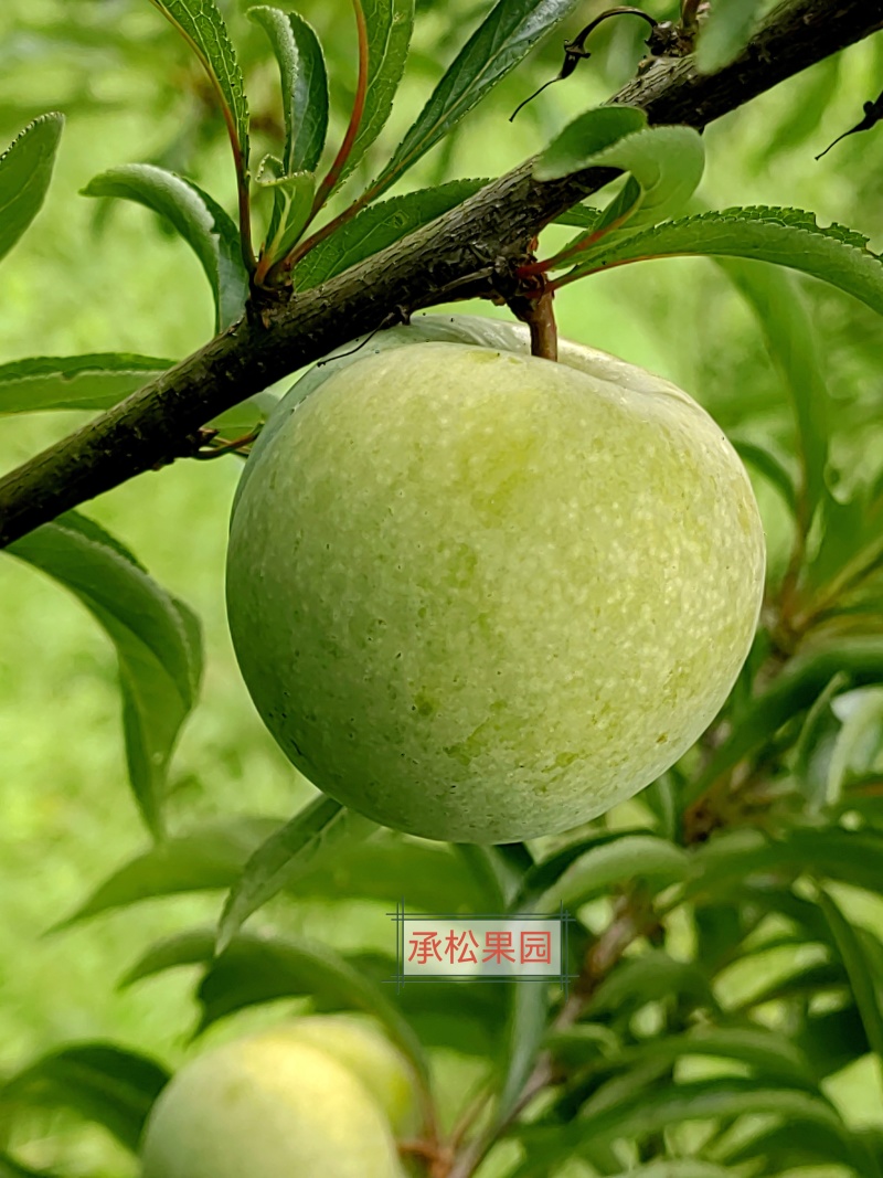 凤冈县蜂岩脆蜜庄蜂糖李
