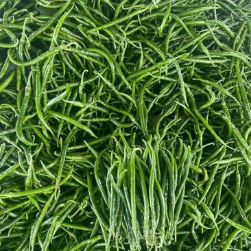 新鲜抢手货线椒来了