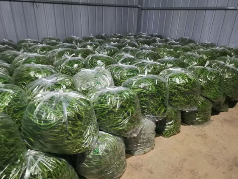 新鲜抢手货线椒来了