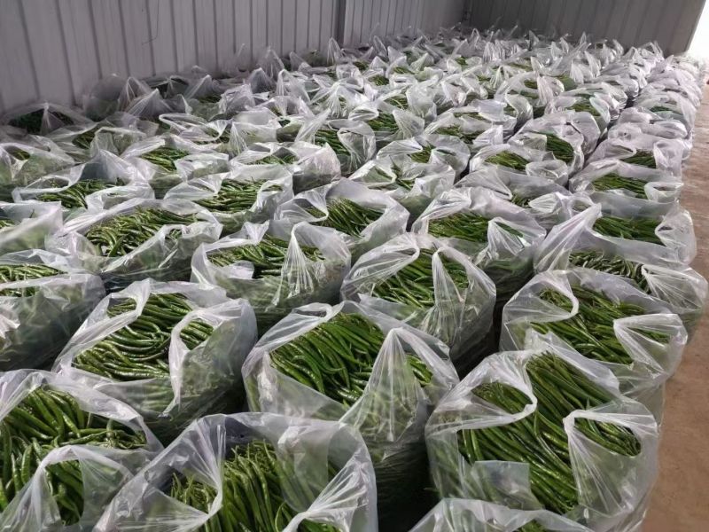 新鲜抢手货线椒来了