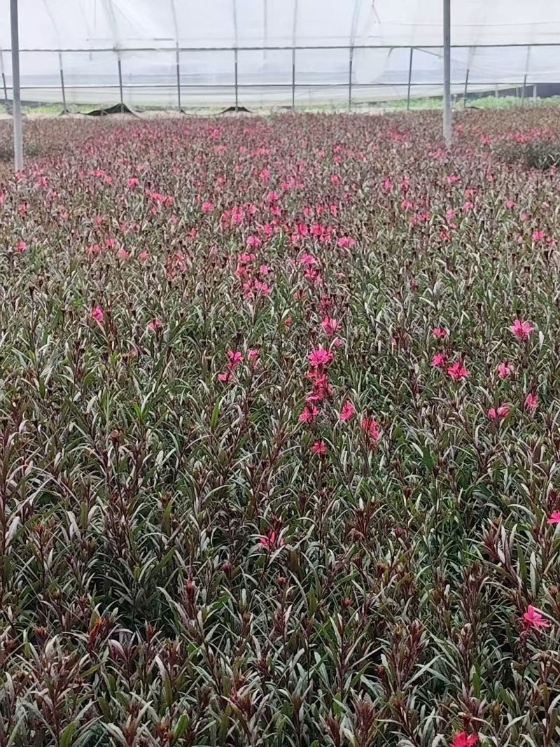 绿化苗木山桃草#基地批发#适合庭院花园小区绿化带