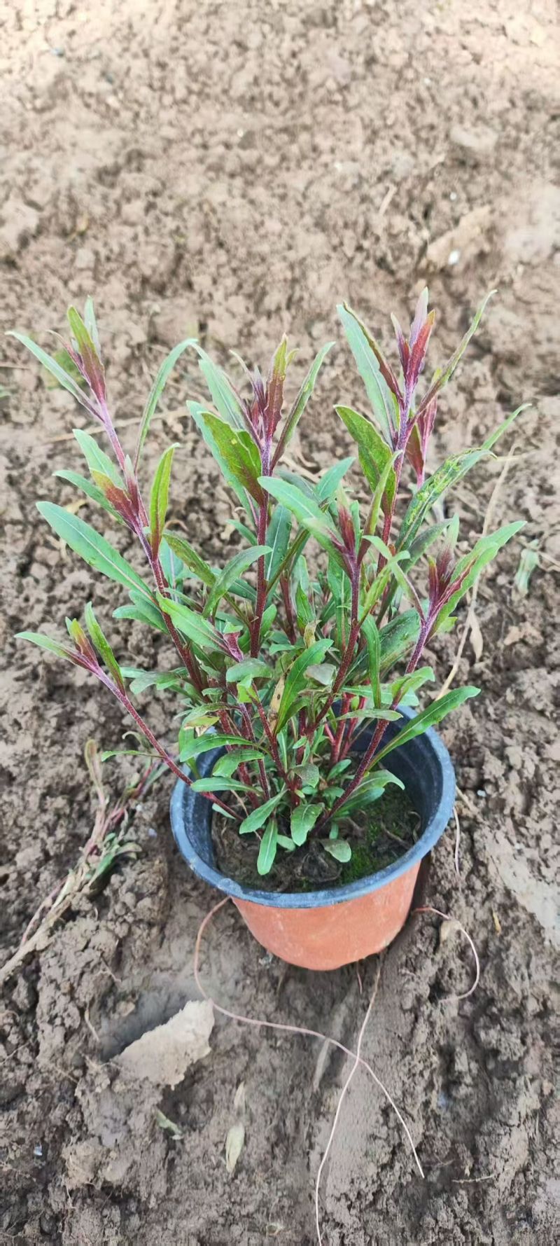 绿化苗木山桃草#基地批发#适合庭院花园小区绿化带
