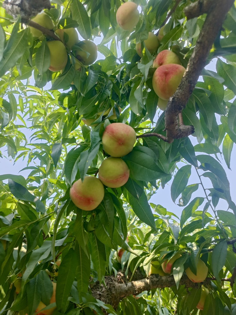 精品美脆桃脆甜可口鲜甜爽口色度鲜新硬度高保存时间长