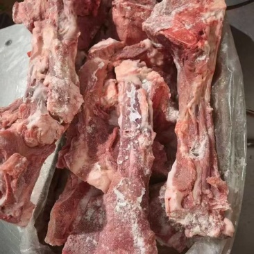 母猪尾骨