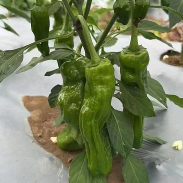 大量苏椒新鲜出货，保质保量基地出货代发代售需要的可以看看