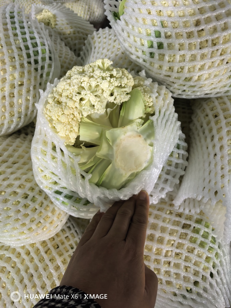 精品预冷有机花便宜出了