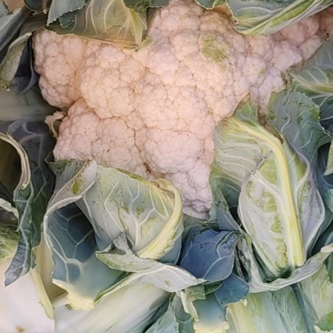 实花毛菜3毛上车