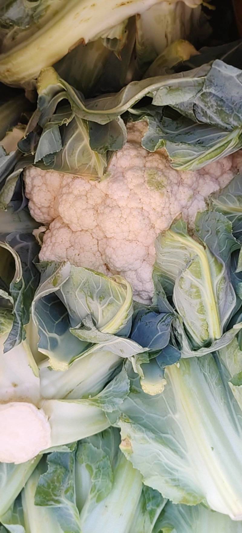 实花毛菜3毛上车