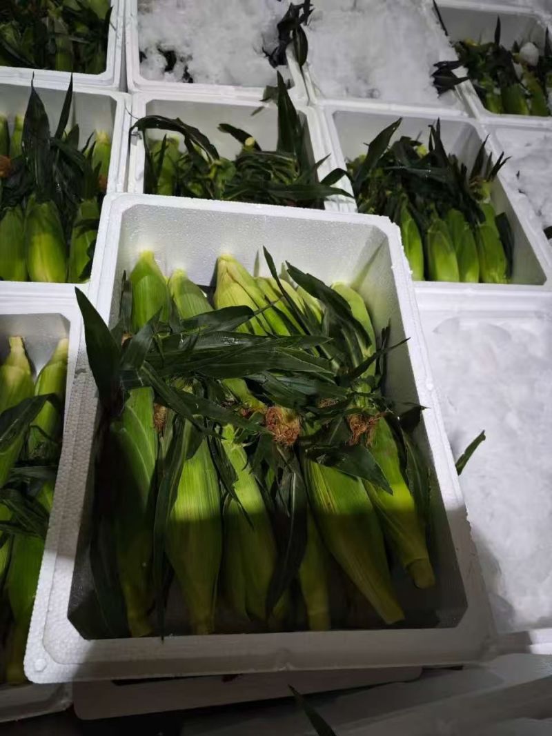 精品双色水果玉米需要的联系