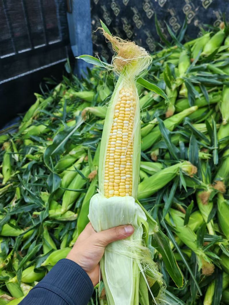 精品双色水果玉米需要的联系