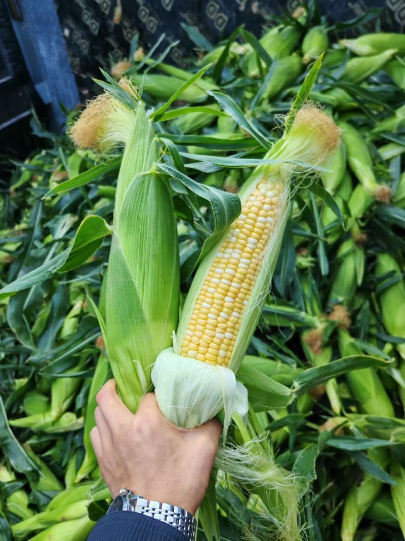 精品双色水果玉米需要的联系