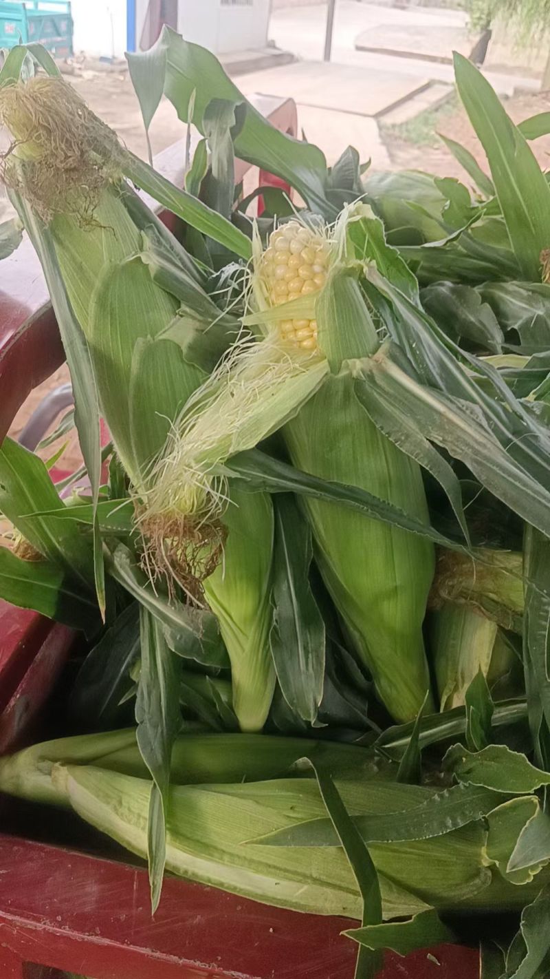 精品双色水果玉米需要的联系