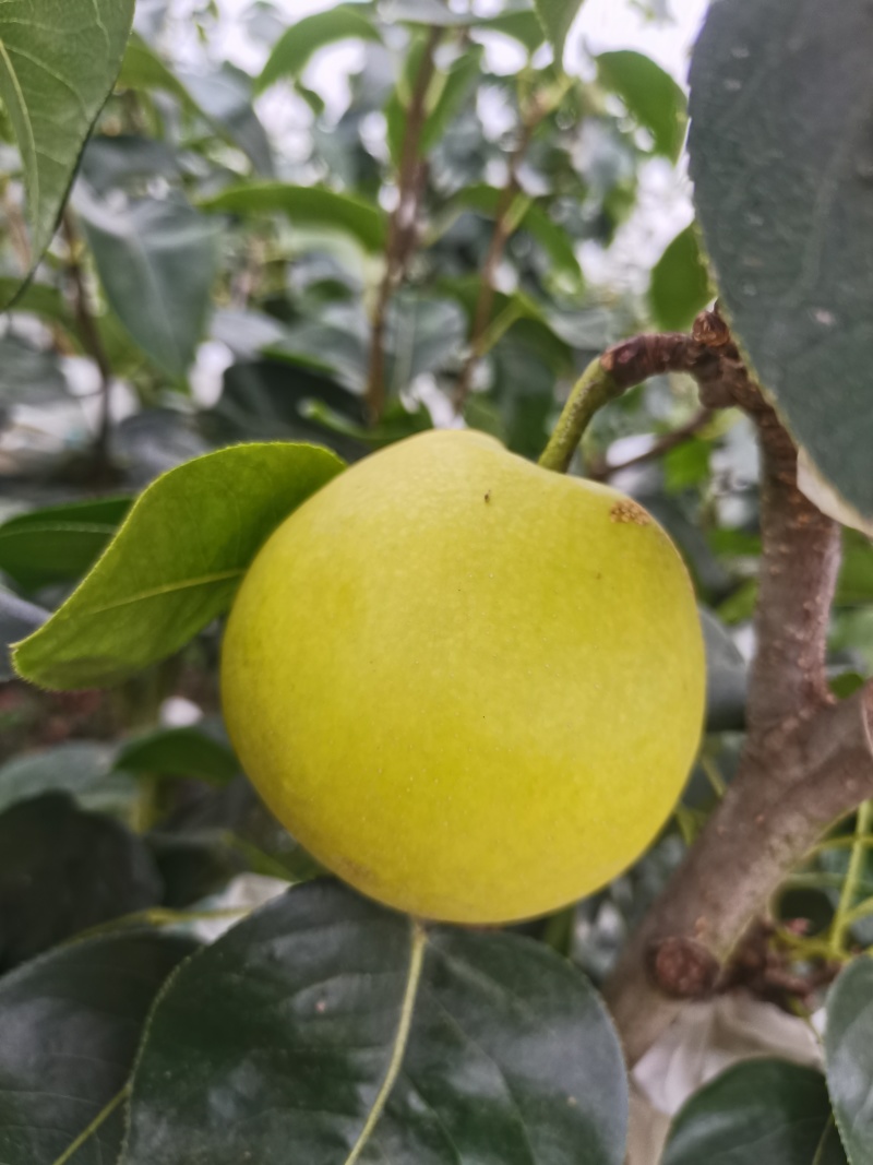 翠玉梨