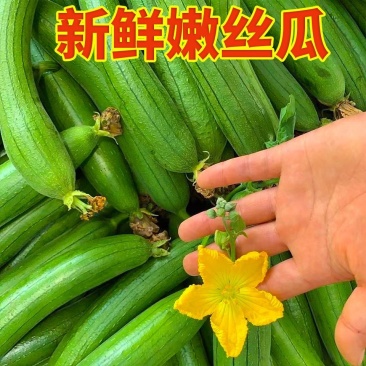 丝瓜