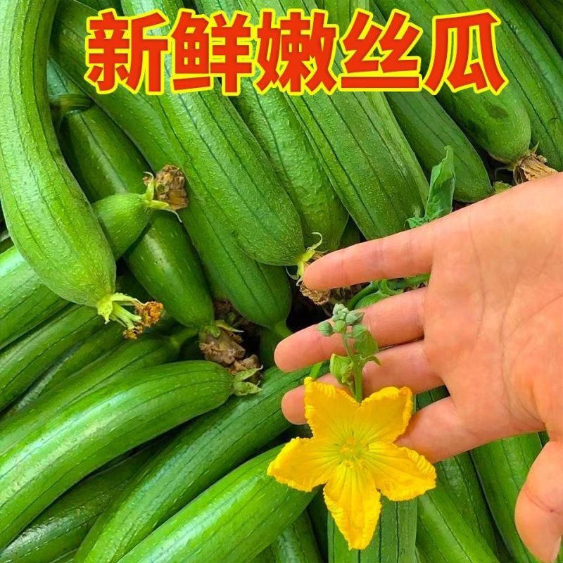 丝瓜