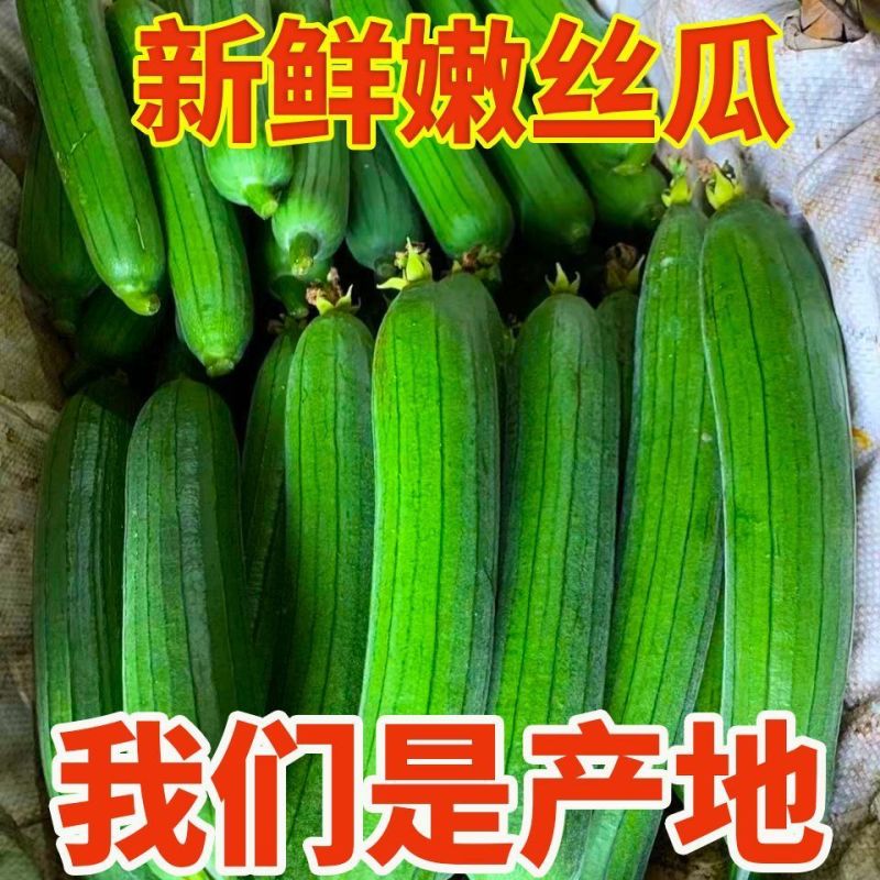 丝瓜