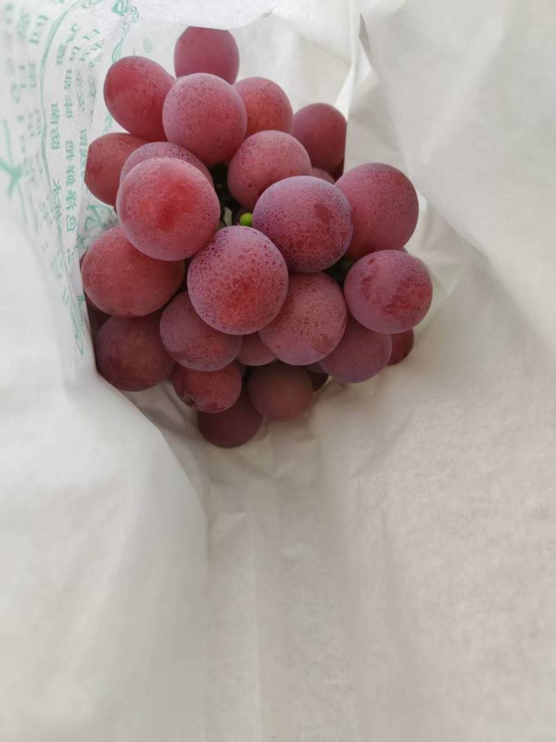 红提葡萄