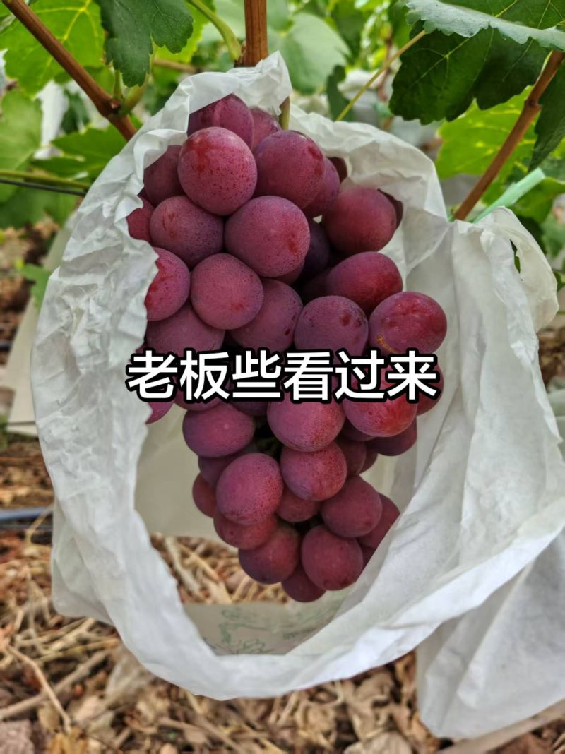 红提葡萄