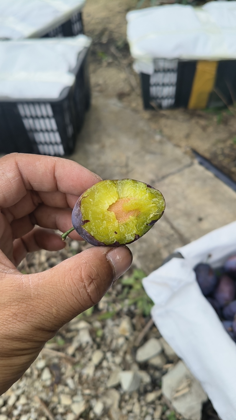 云南高山法兰西西梅现摘自家种植无催熟多汁软糯顺丰冷链