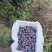 云南高山法兰西西梅现摘自家种植无催熟多汁软糯顺丰冷链