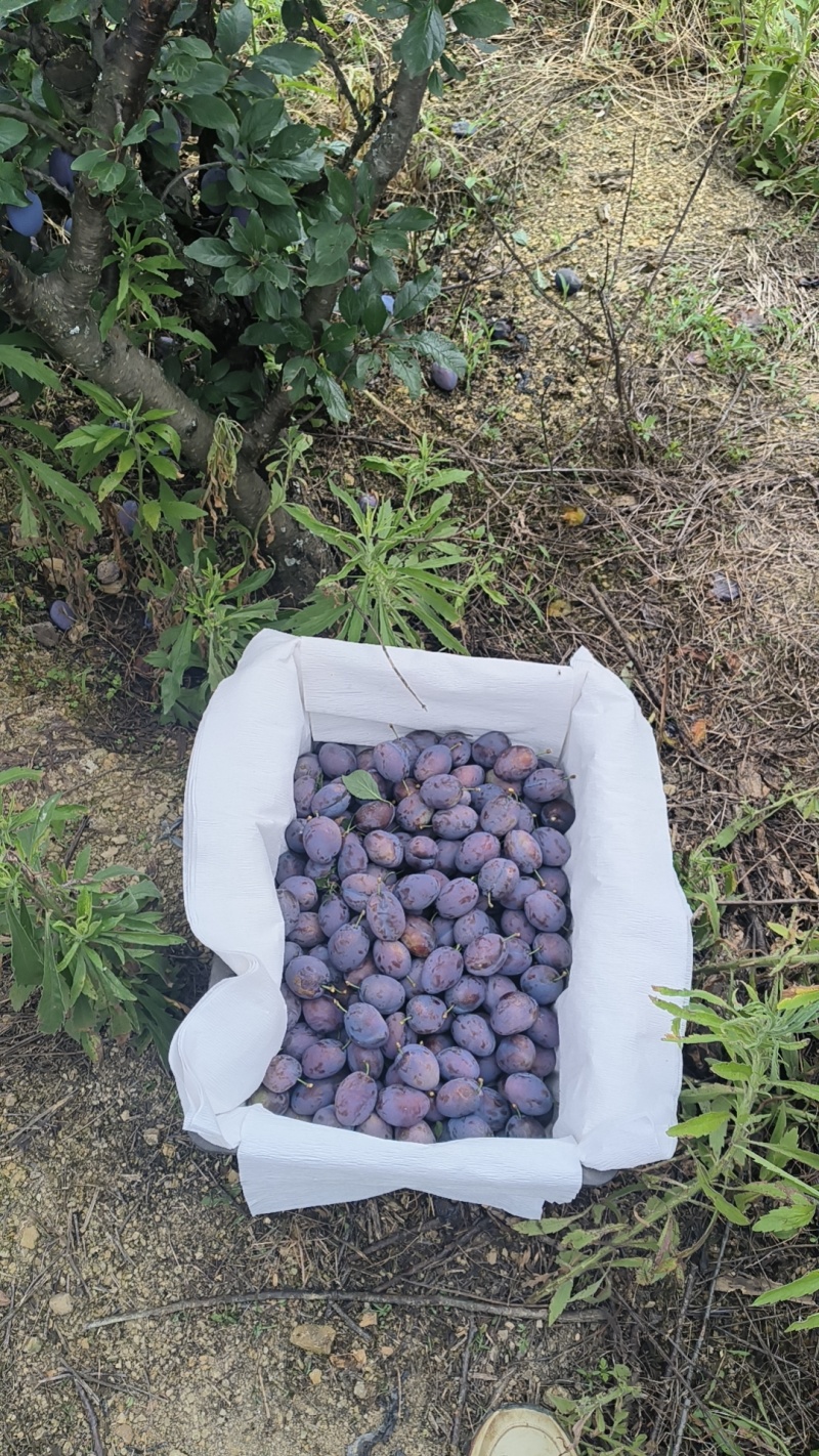 云南高山法兰西西梅现摘自家种植无催熟多汁软糯顺丰冷链