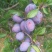 云南高山法兰西西梅现摘自家种植无催熟多汁软糯顺丰冷链