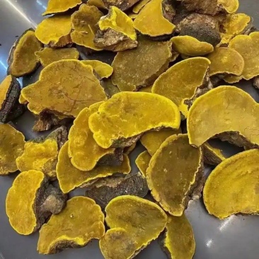 桑黄