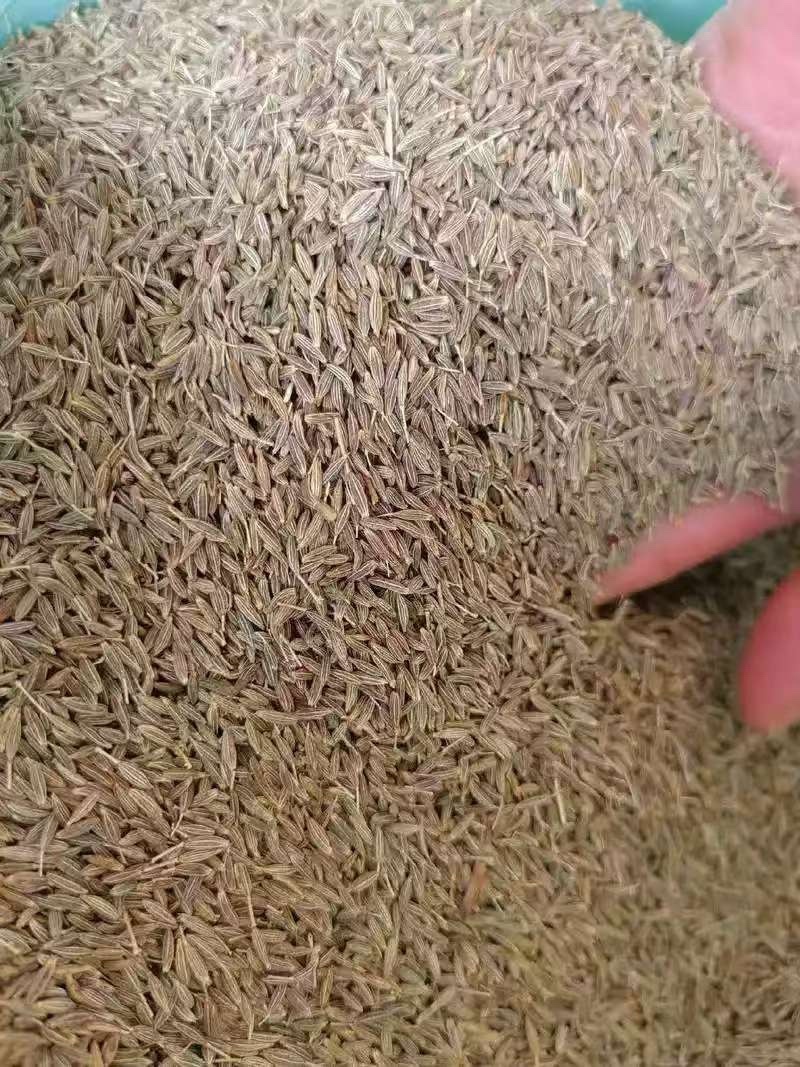 沙雅县毛货孜然200吨现货