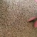 沙雅县毛货孜然200吨现货
