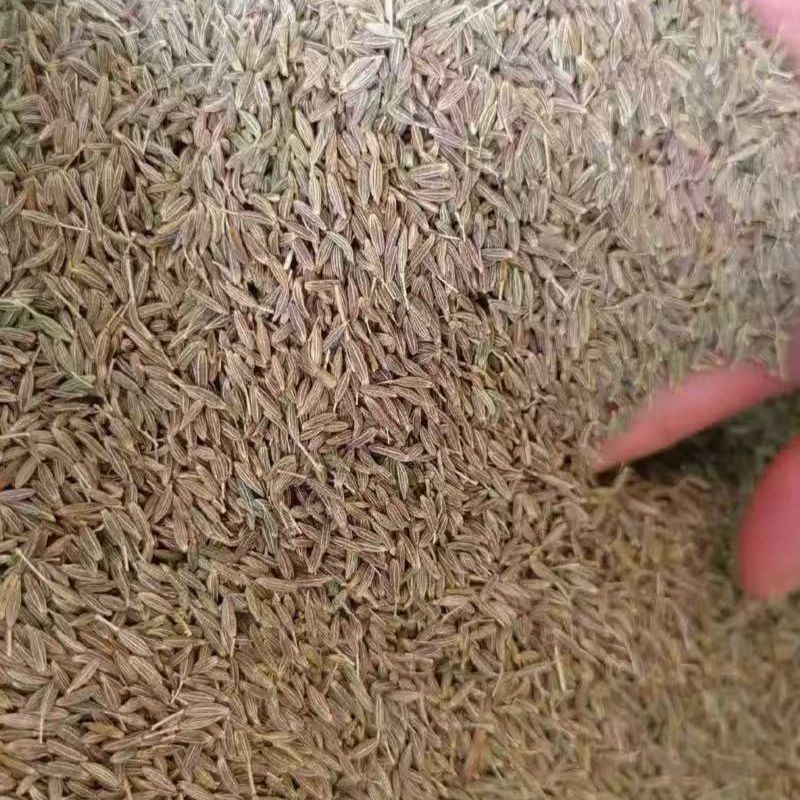 沙雅县毛货孜然200吨现货