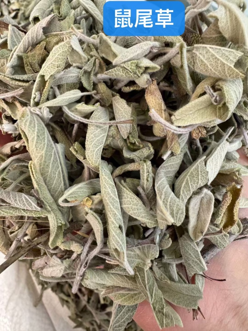 批发鼠尾草50斤/件统货带梗20元/斤***********