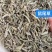 批发鼠尾草50斤/件统货带梗20元/斤***********