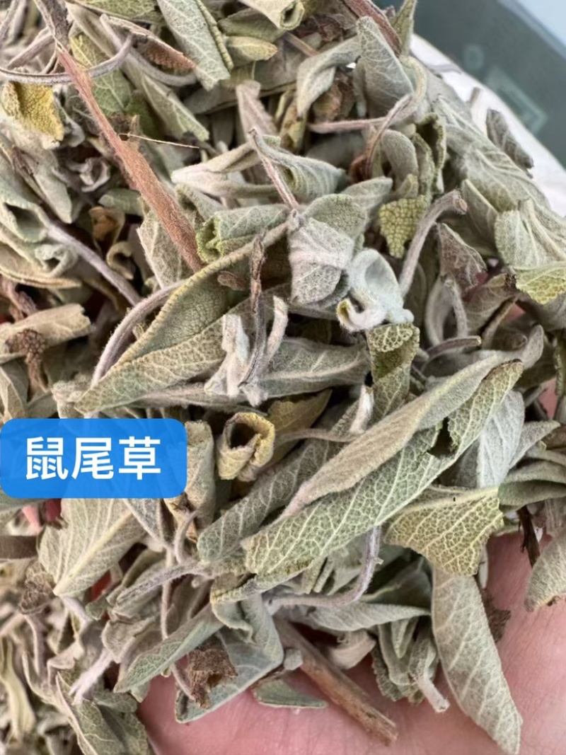 批发鼠尾草50斤/件统货带梗20元/斤***********