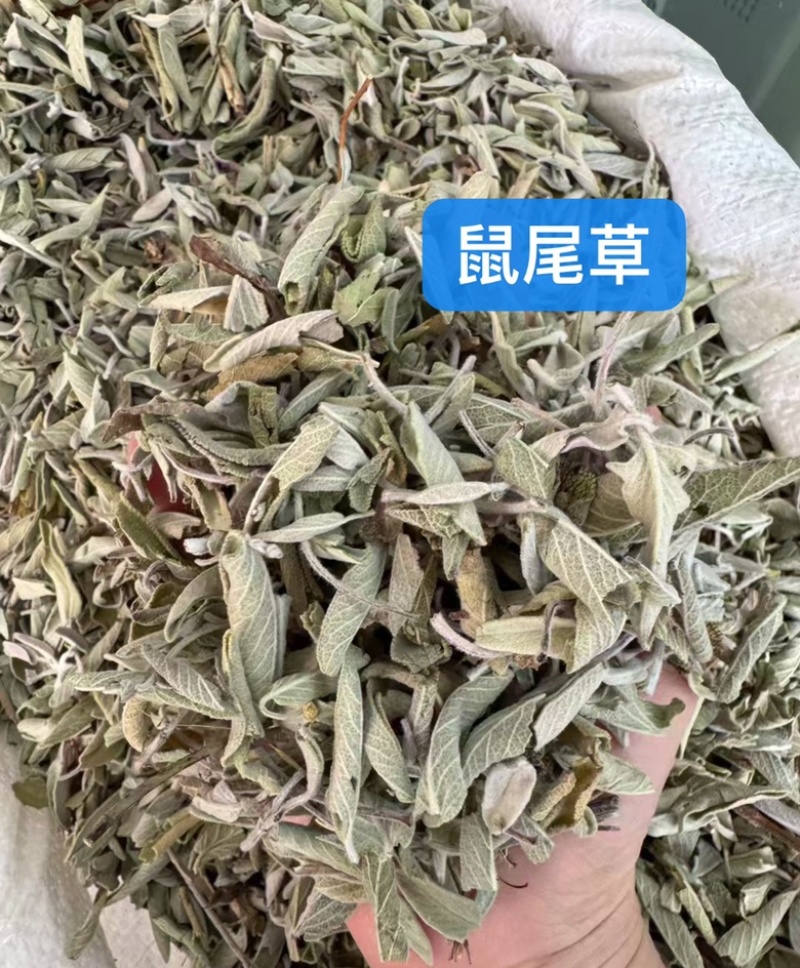 批发鼠尾草50斤/件统货带梗20元/斤***********