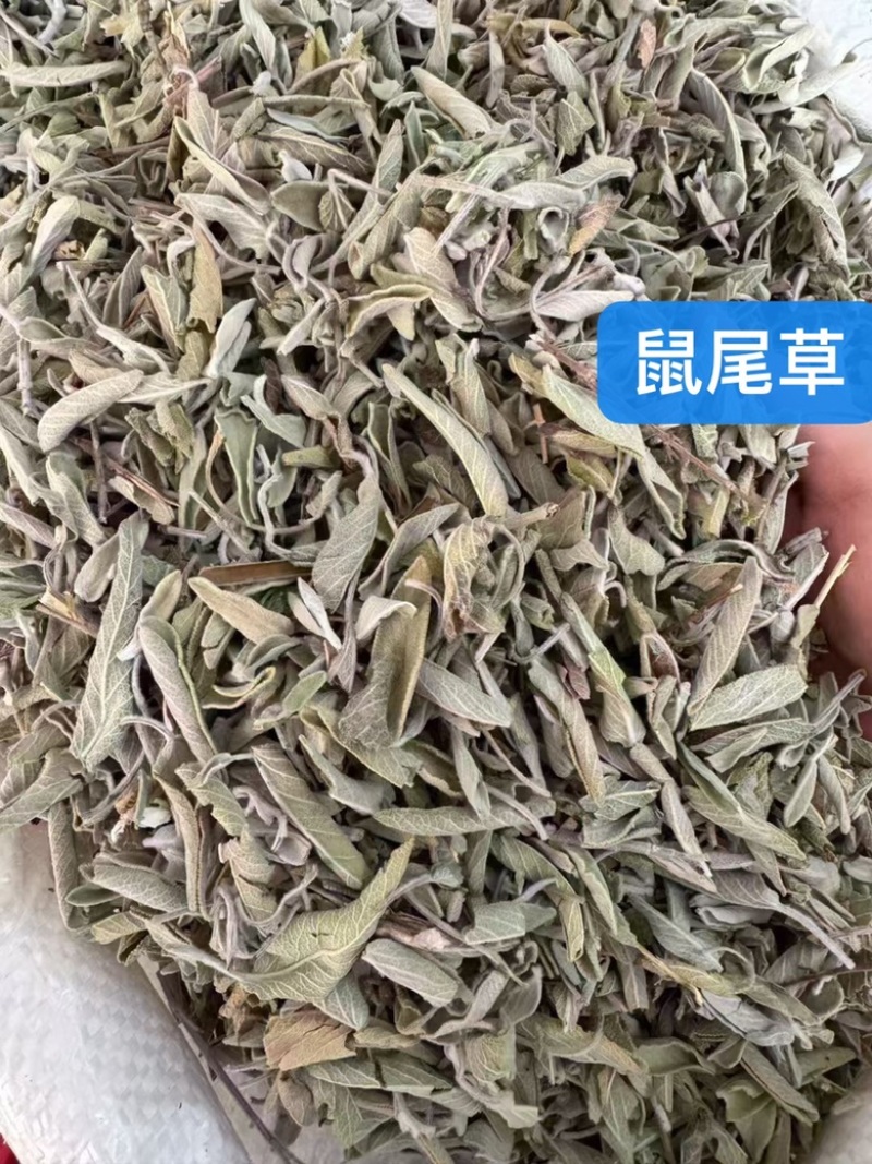 批发鼠尾草50斤/件统货带梗20元/斤***********