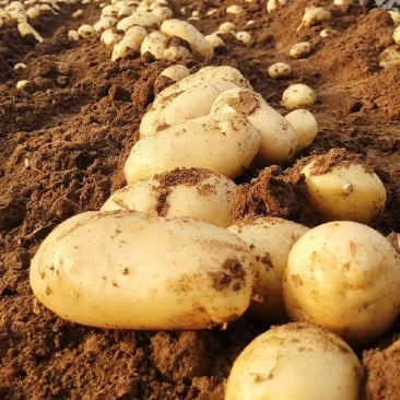 山东土豆枣庄土豆量大价优保质保量对接市场档口商超欢迎咨询