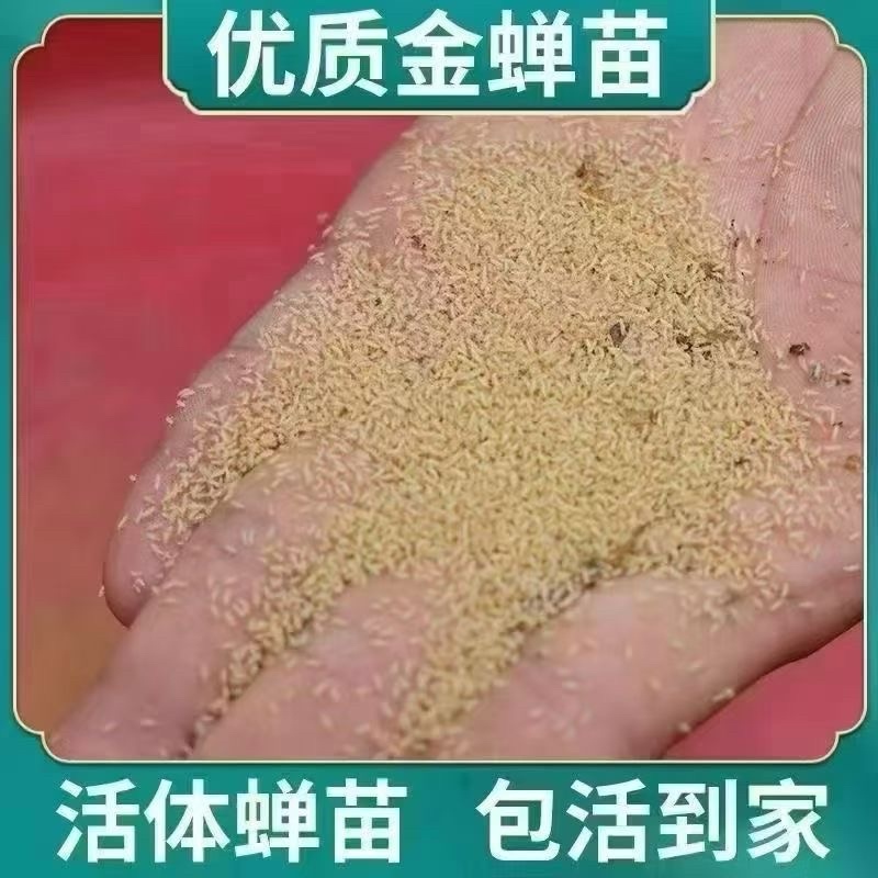 金蝉幼苗