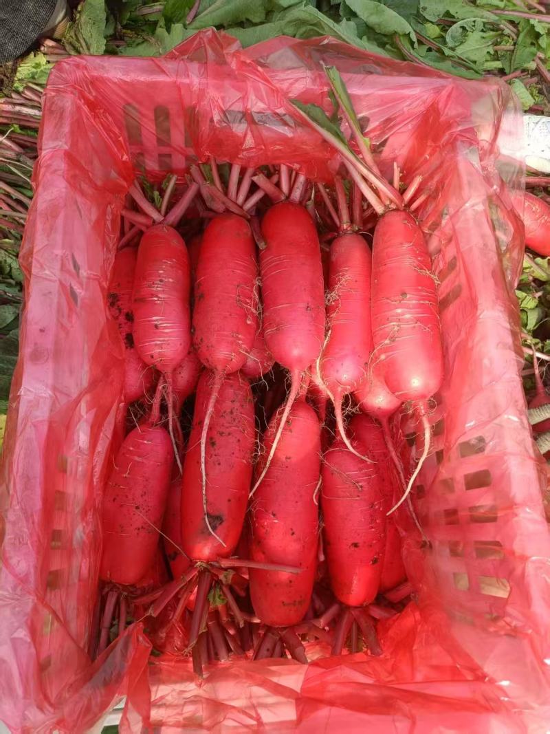精品红皮萝卜质量三包对接市场档口商超量大可讲价欢迎咨询