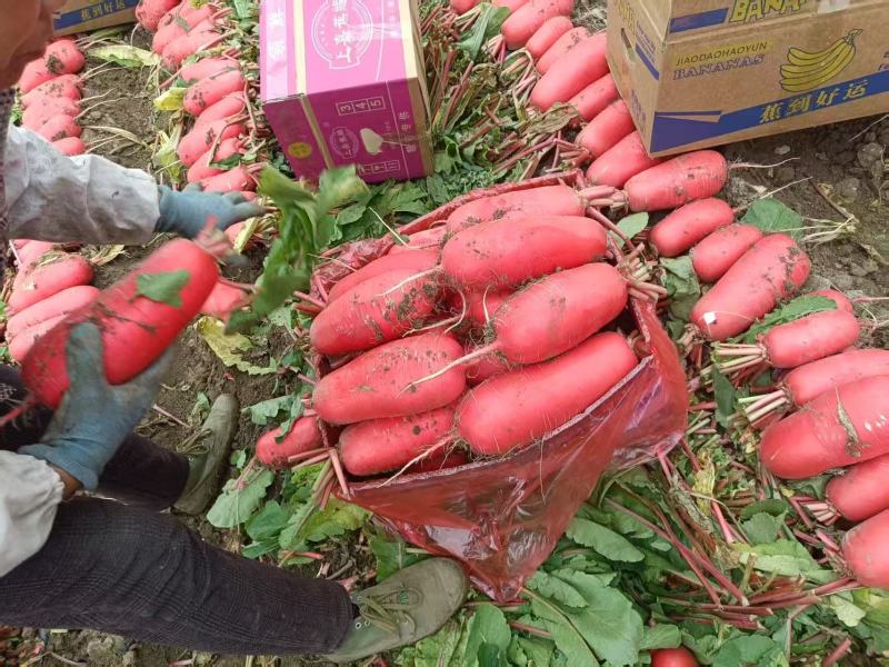 精品红皮萝卜质量三包对接市场档口商超量大可讲价欢迎咨询