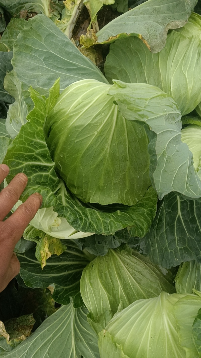 精品莲花白上市了