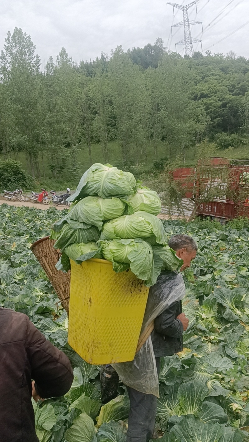 精品莲花白上市了